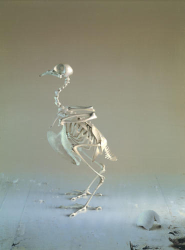47-Bird-Skeleton
