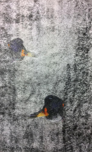 American Redstart 2 by Terre Rybovich, 2016. Charcoal and pastel on paper. 23x15.